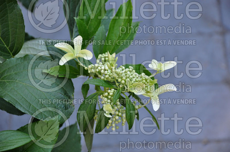 Hydrangea Great Star or Le Vasterival (Hydrangea) 3