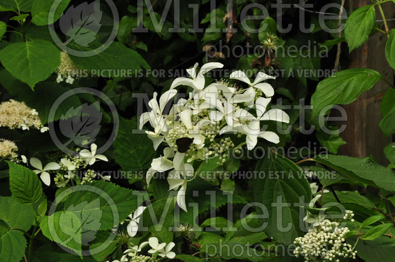 Hydrangea Great Star or Le Vasterival (Hydrangea) 4