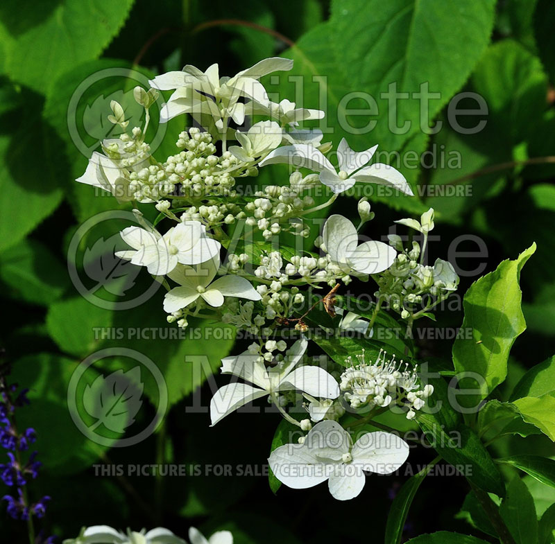 Hydrangea Great Star or Le Vasterival (Hydrangea) 1