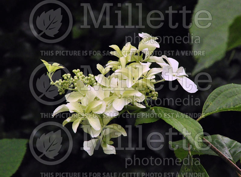 Hydrangea Great Star or Le Vasterival (Hydrangea) 9