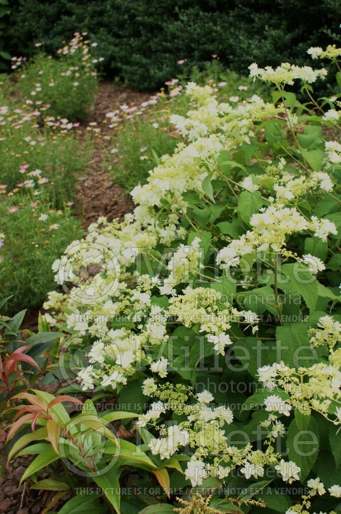 Hydrangea Hayes Starburst (Panicle Hydrangea) 3 