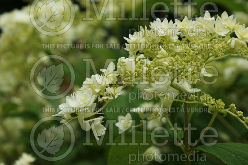 Hydrangea Hayes Starburst (Panicle Hydrangea) 4 