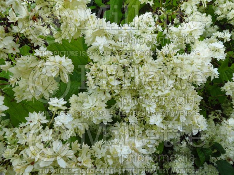 Hydrangea Hayes Starburst (Panicle Hydrangea) 1 