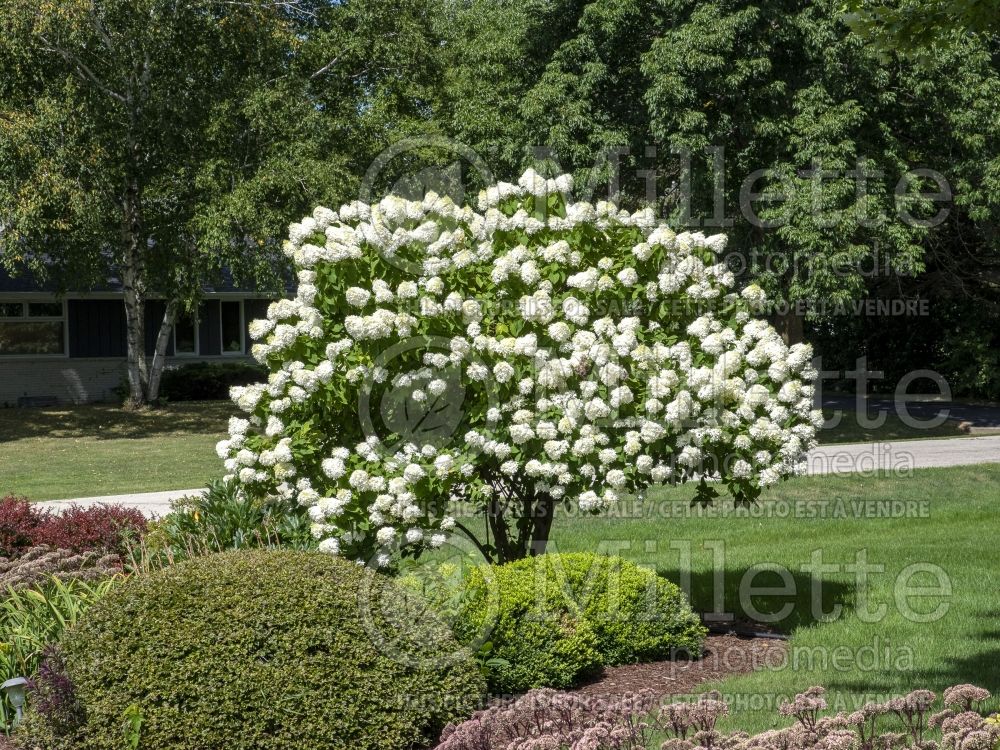 Hydrangea Limelight (Panicle Hydrangea) 13 