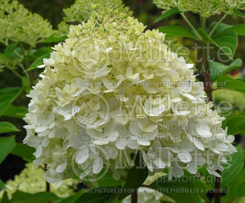 Hydrangea Limelight (Panicle Hydrangea) 11 