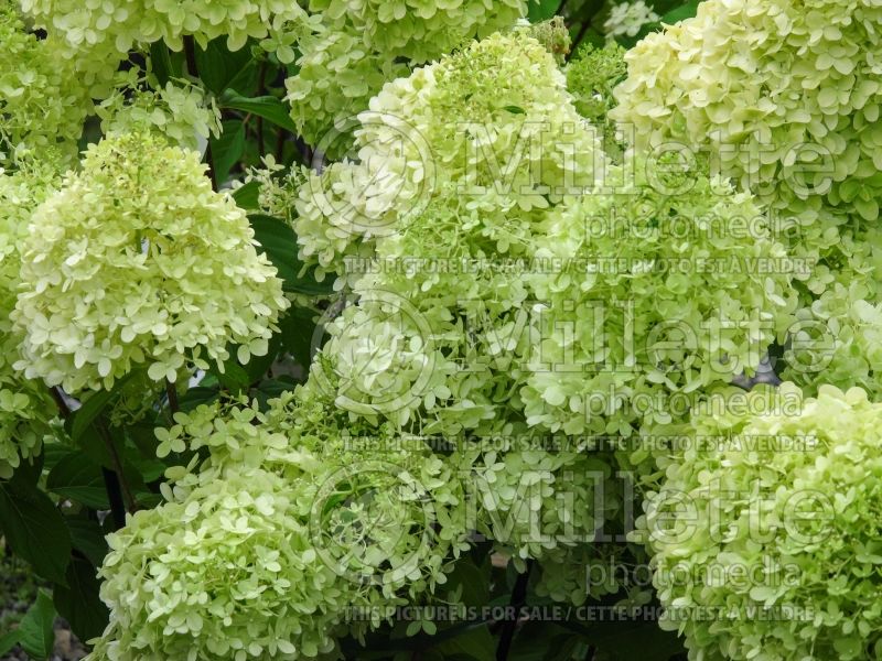 Hydrangea Limelight (Panicle Hydrangea) 12 