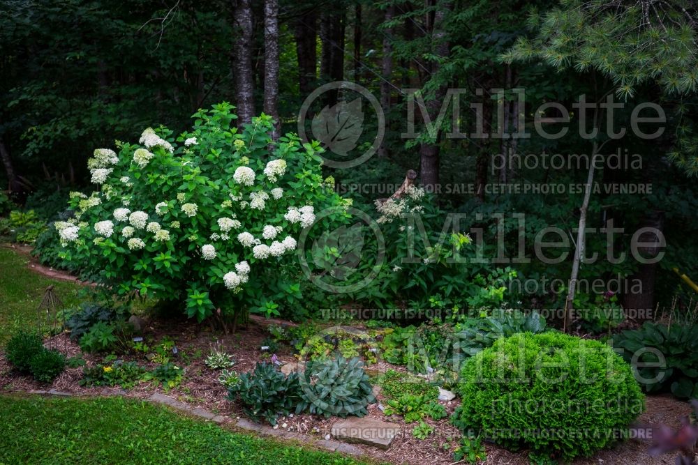 Hydrangea Limelight (Panicle Hydrangea) 10 