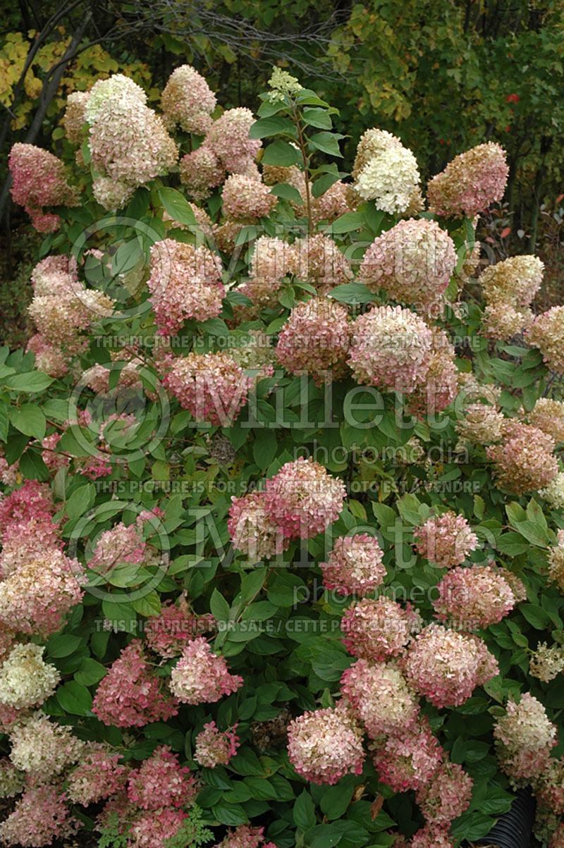 Hydrangea Limelight (Panicle Hydrangea) 1 