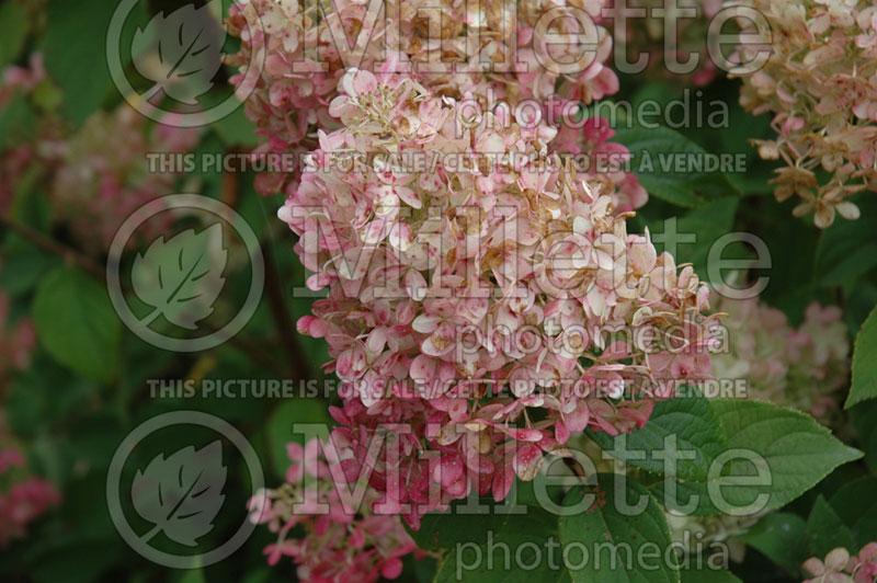 Hydrangea Limelight (Panicle Hydrangea) 2 