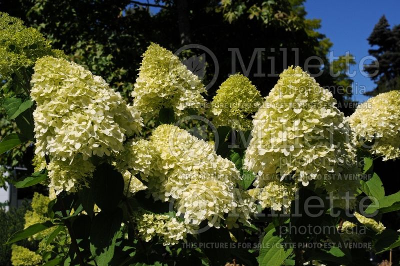 Hydrangea Limelight (Panicle Hydrangea) 8 