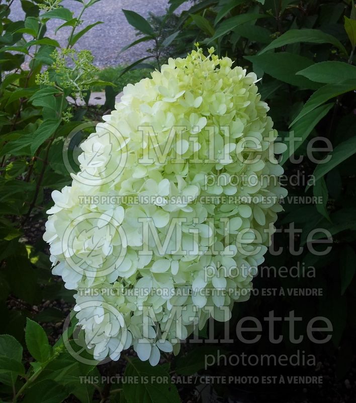 Hydrangea Limelight (Panicle Hydrangea) 7 