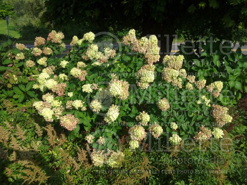 Hydrangea Limelight (Panicle Hydrangea) 6 