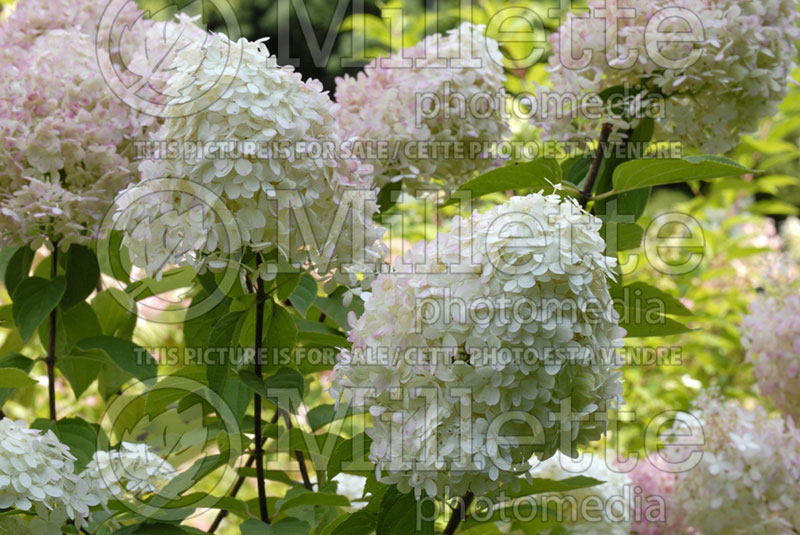 Hydrangea Limelight (Panicle Hydrangea) 3 