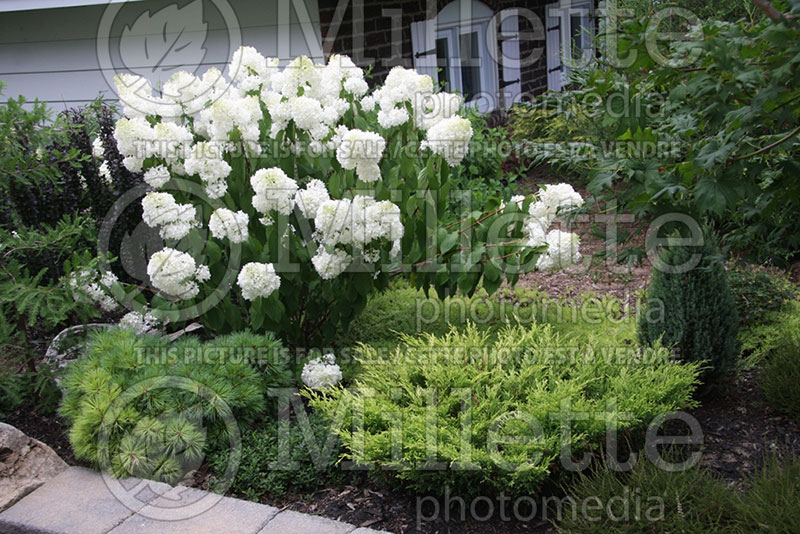 Hydrangea Little Lamb (Hydrangea) 1