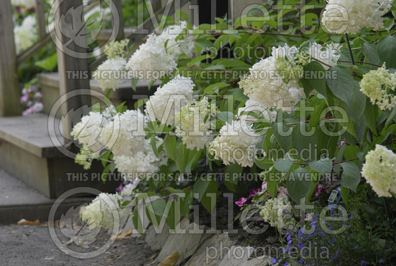 Hydrangea Little Lamb (Hydrangea) 2