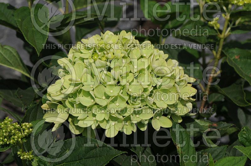 Hydrangea Little Lime Jane (Panicle Hydrangea)  1