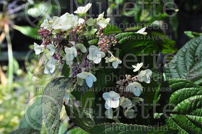 Hydrangea Mega MIndy ou ILVOMINDY (Panicle Hydrangea) 2