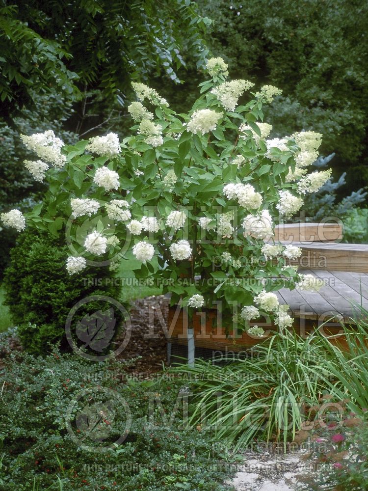 Hydrangea Pee Gee or Grandiflora (Panicle Hydrangea) 3 