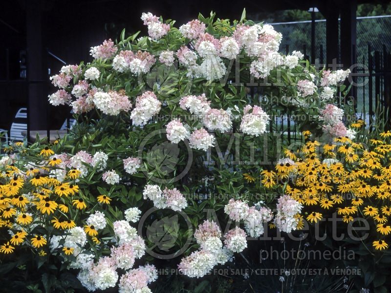 Hydrangea Pee Gee or Grandiflora (Panicle Hydrangea) 5 