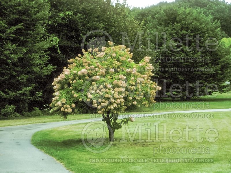 Hydrangea Pee Gee or Grandiflora (Panicle Hydrangea) 6 