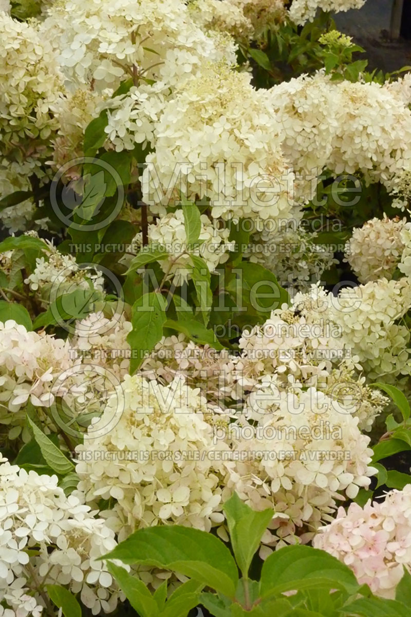 Hydrangea Phantom (Hydrangea) 3