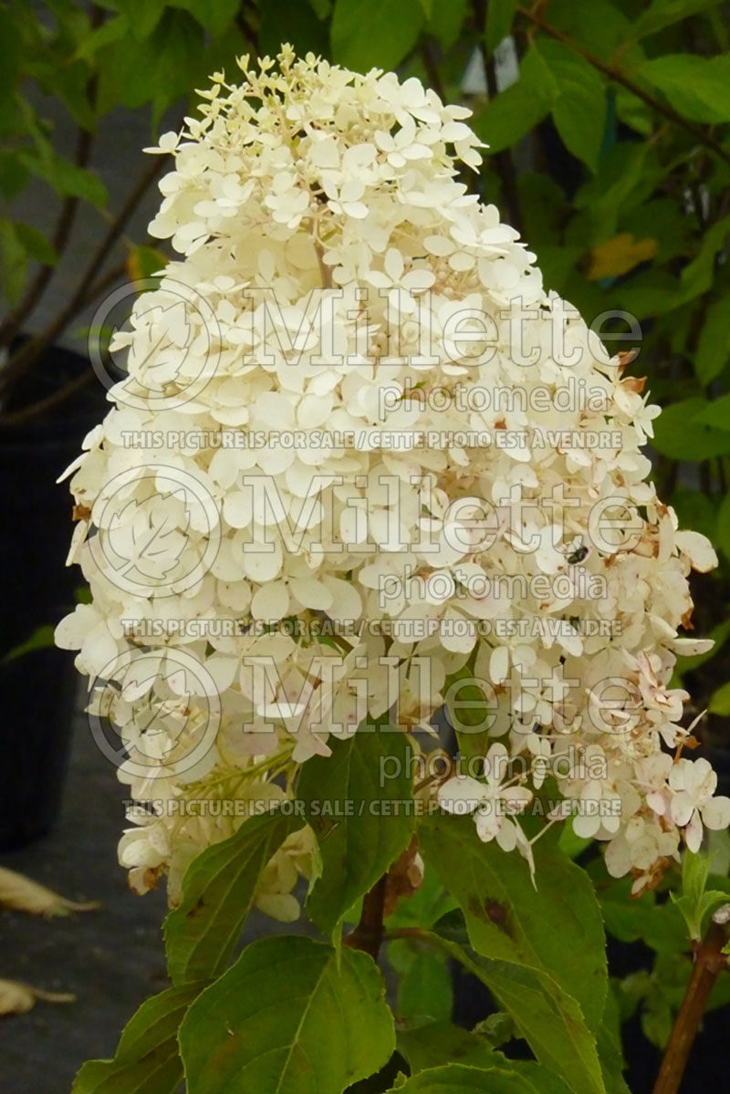 Hydrangea Phantom (Hydrangea) 1