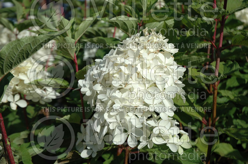 Hydrangea Phantom (Hydrangea) 2