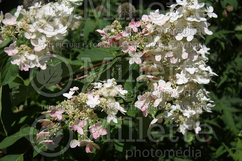 Hydrangea Pink Diamond or Interhydia (Hydrangea) 3