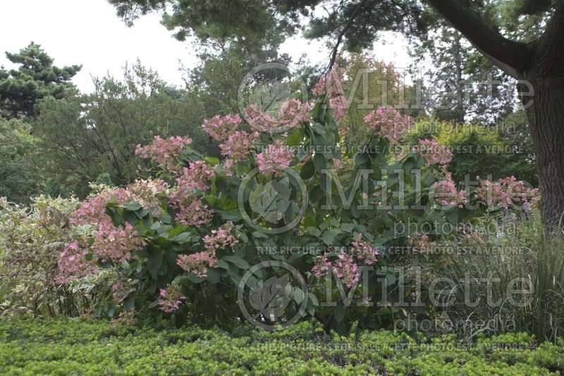 Hydrangea Pink Diamond or Interhydia (Hydrangea) 9