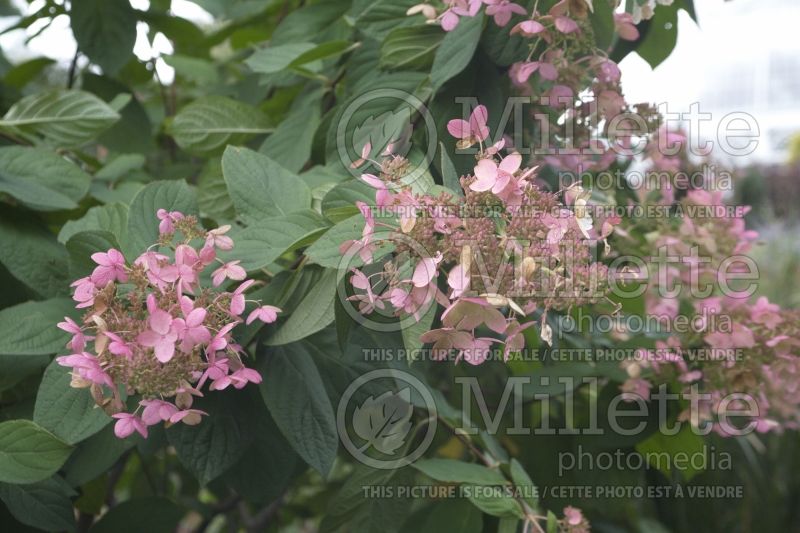 Hydrangea Pink Diamond or Interhydia (Hydrangea) 8