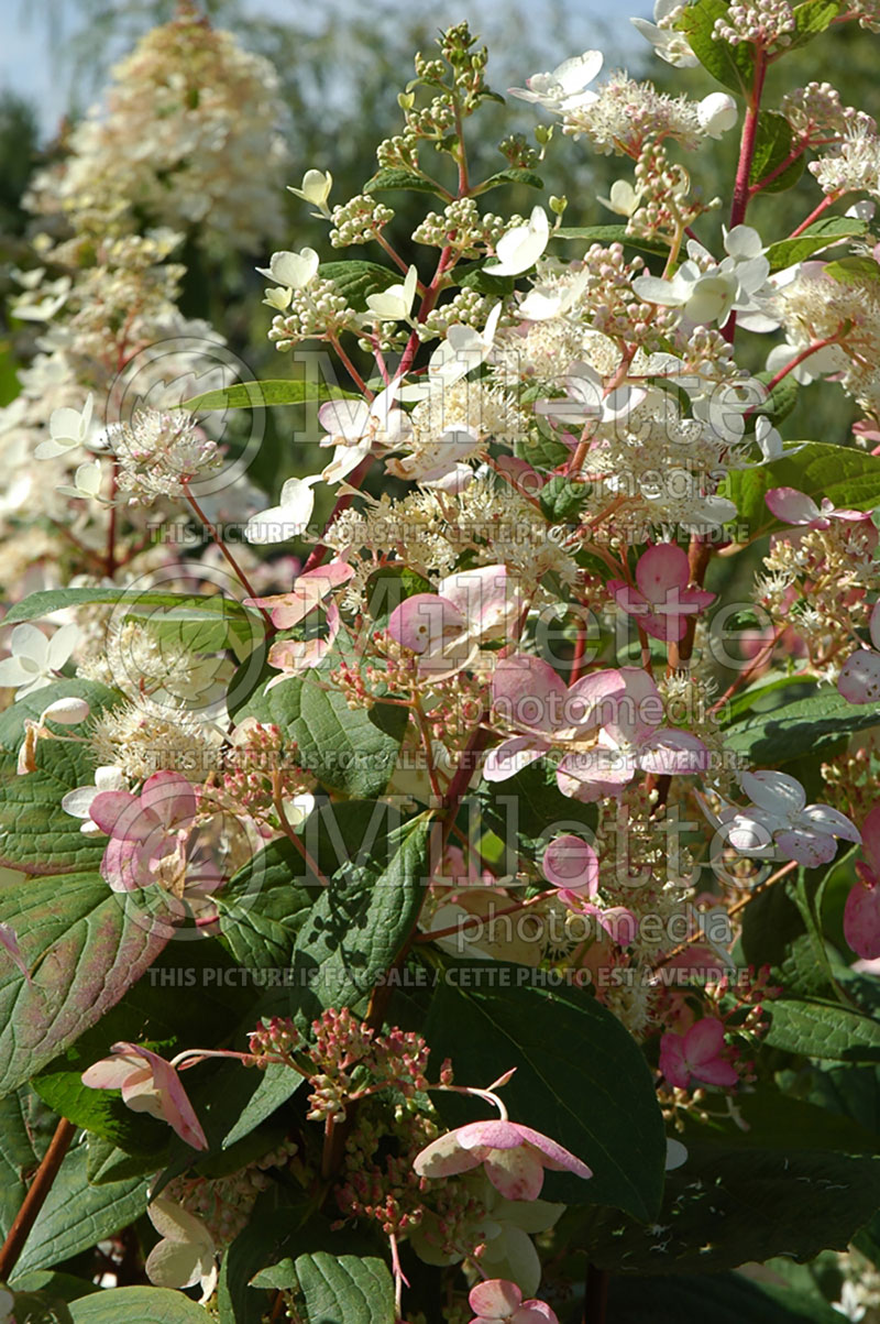 Hydrangea Pink Diamond or Interhydia (Hydrangea) 5