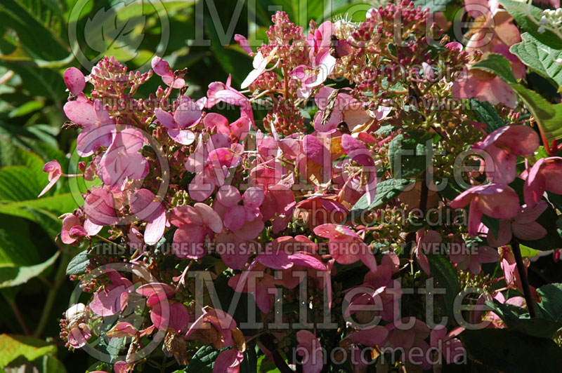 Hydrangea Pink Diamond or Interhydia (Hydrangea) 7