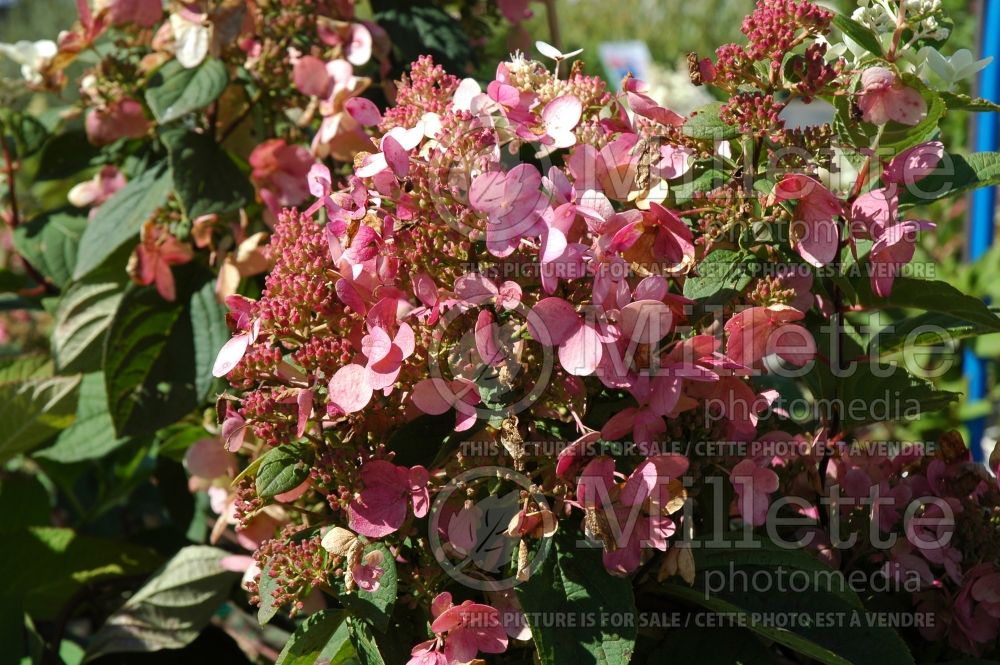 Hydrangea Pink Diamond or Interhydia (Hydrangea) 1