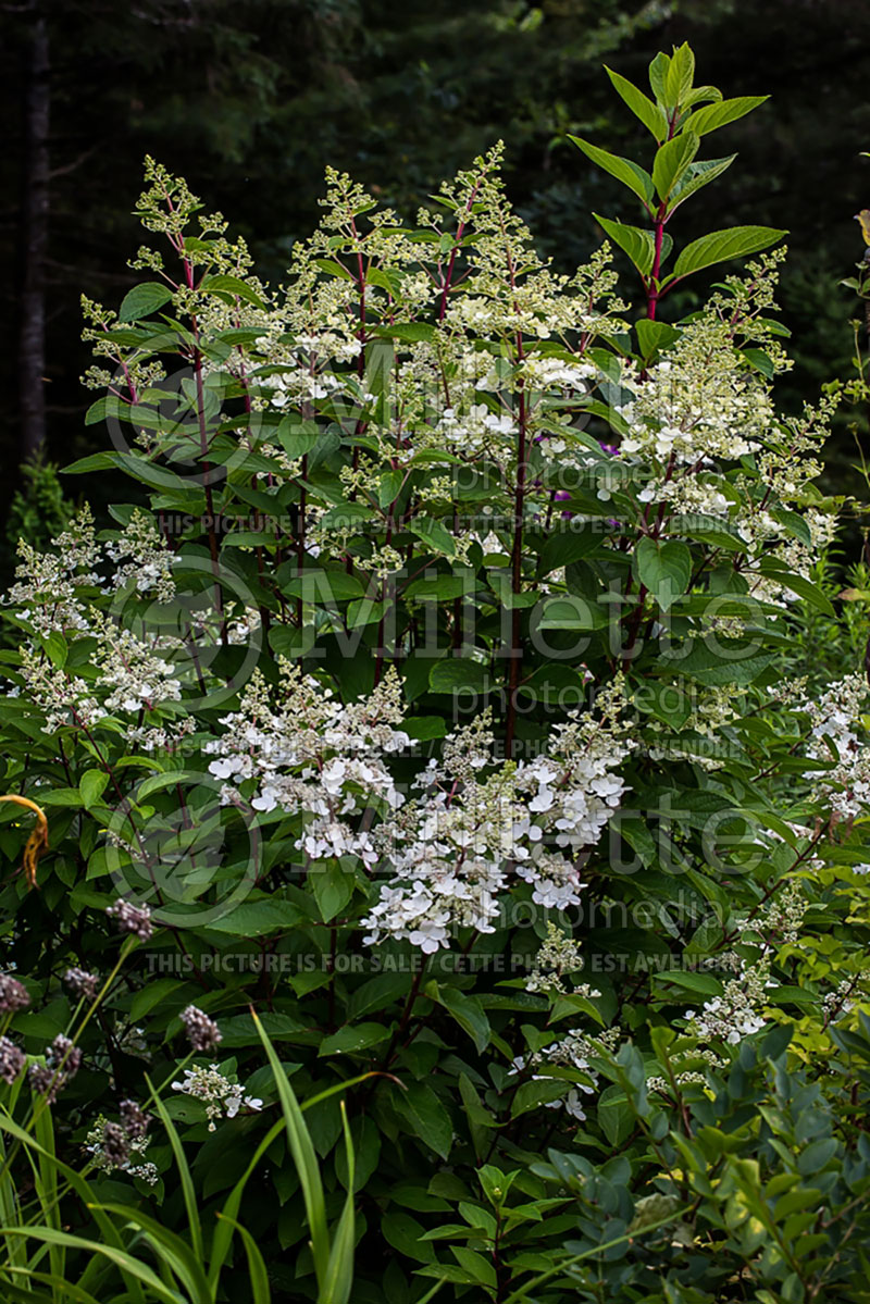 Hydrangea Pinky Winky (Panicle Hydrangea) 3