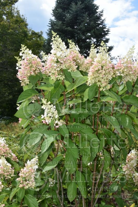 Hydrangea Pinky Winky (Panicle Hydrangea) 4