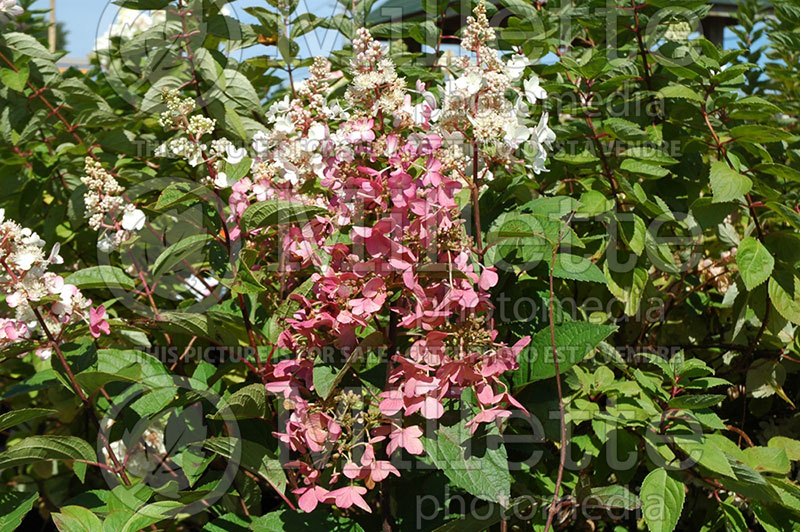 Hydrangea Pinky Winky (Panicle Hydrangea) 1 