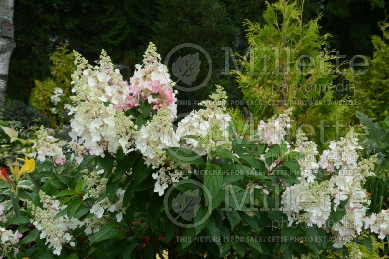 Hydrangea Pinky Winky (Panicle Hydrangea) 5