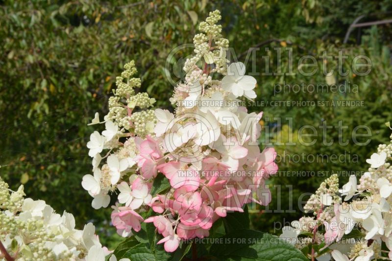 Hydrangea Pinky Winky (Panicle Hydrangea) 6