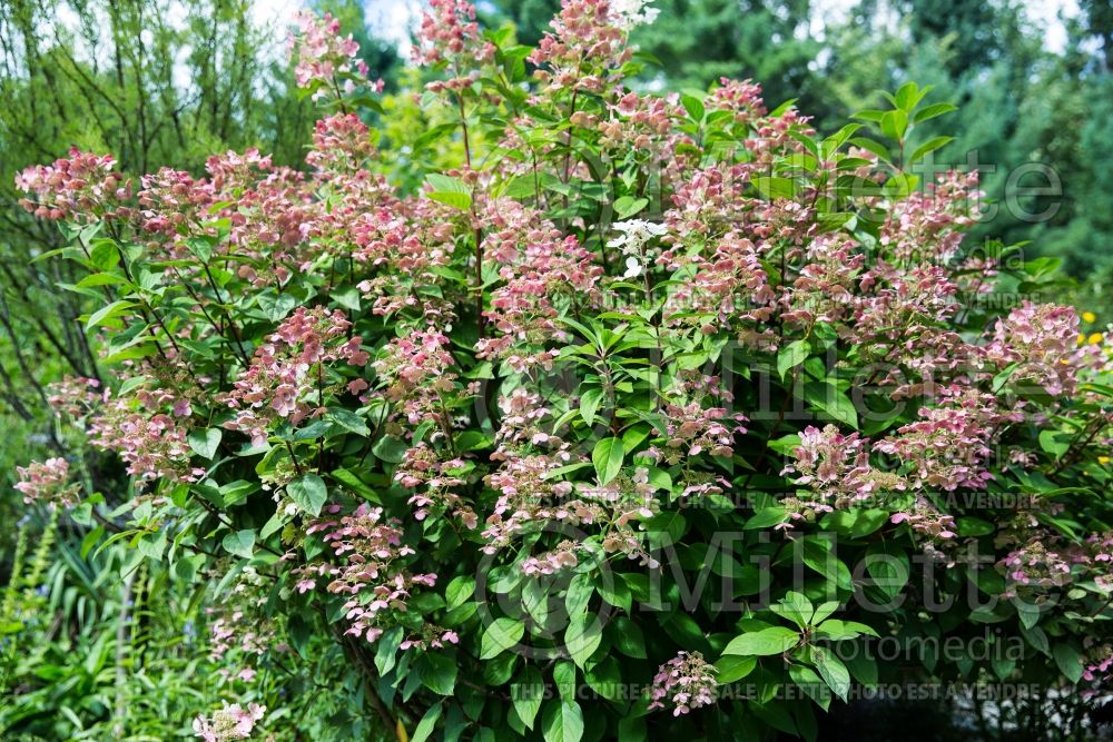 Hydrangea Quick Fire aka Bulk (Bigleaf Hydrangea Mophead) 13 