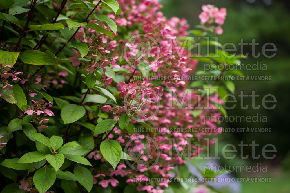 Hydrangea Quick Fire aka Bulk (Bigleaf Hydrangea Mophead) 15 