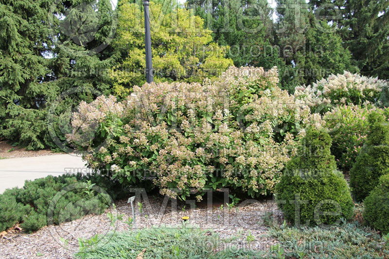 Hydrangea Quick Fire or Bulk (Bigleaf Hydrangea Mophead) 8 