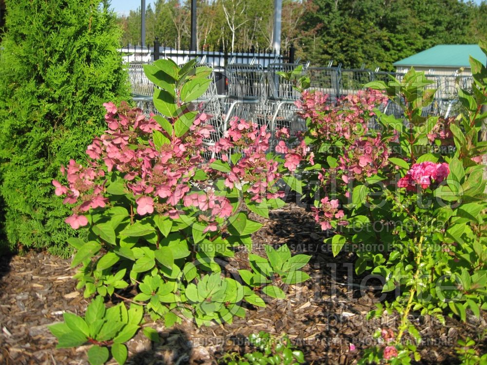 Hydrangea Quick Fire or Bulk (Bigleaf Hydrangea Mophead) 5 