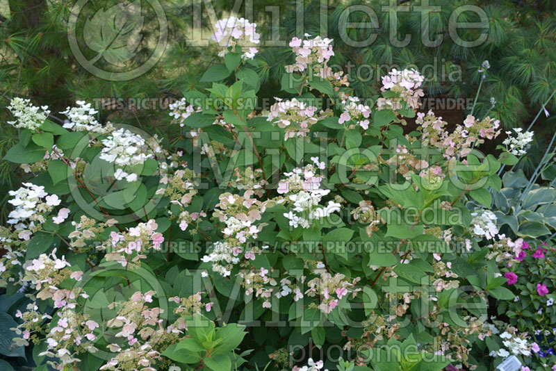 Hydrangea Quick Fire or Bulk (Bigleaf Hydrangea Mophead) 1 