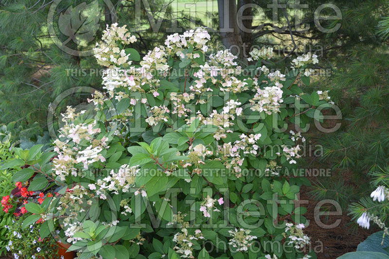 Hydrangea Quick Fire or Bulk (Bigleaf Hydrangea Mophead) 2 