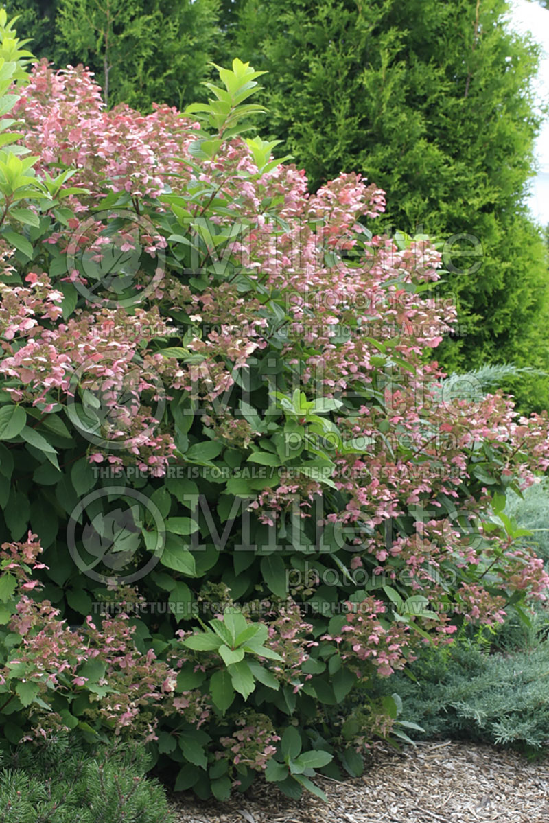 Hydrangea Quick Fire or Bulk (Bigleaf Hydrangea Mophead) 7 