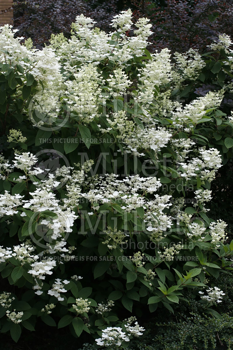 Hydrangea Quick Fire or Bulk (Bigleaf Hydrangea Mophead) 6 