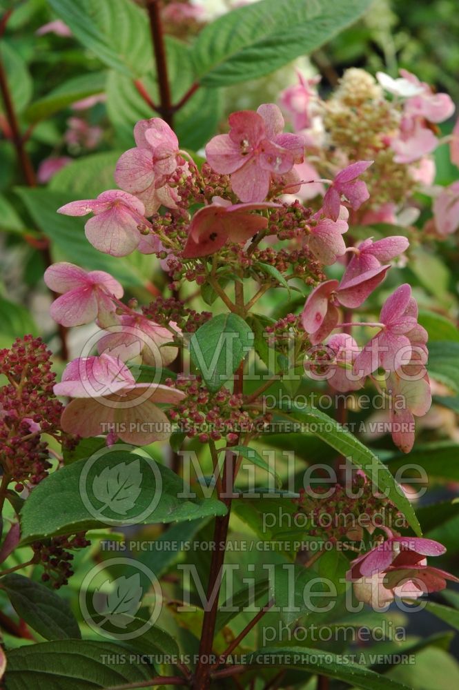 Hydrangea Quick Fire or Bulk (Bigleaf Hydrangea Mophead) 4 