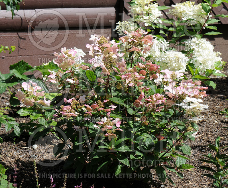 Hydrangea Quick Fire or Bulk (Bigleaf Hydrangea Mophead) 3 