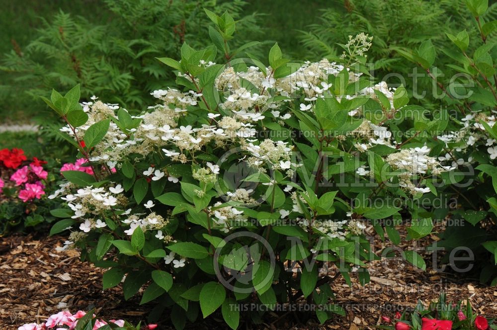 Hydrangea Quick Fire or Bulk (Bigleaf Hydrangea Mophead) 11 