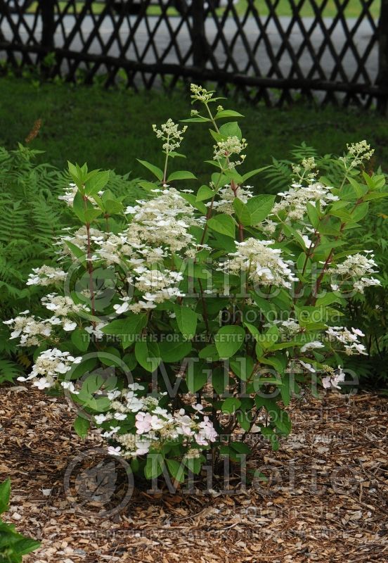 Hydrangea Quick Fire or Bulk (Bigleaf Hydrangea Mophead) 12 